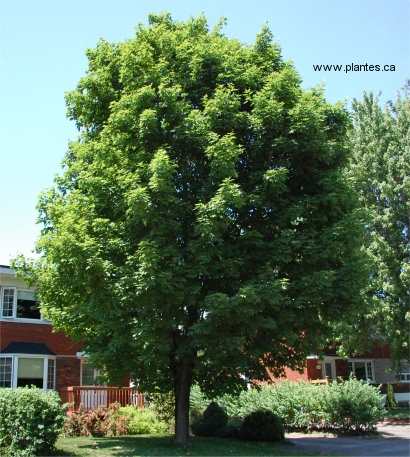 Photo d'�rable � sucre - Acer saccharum