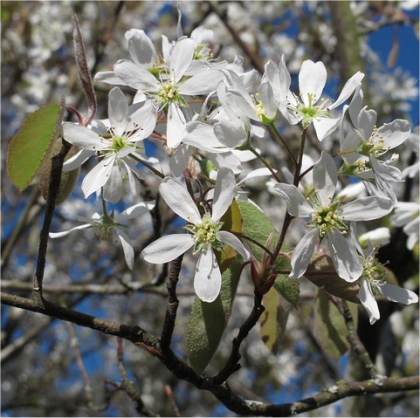 Am�lanchier du Canada - Amelanchier canadensis