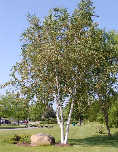 Photo d'un Bouleau � papier - Betula papyrifera