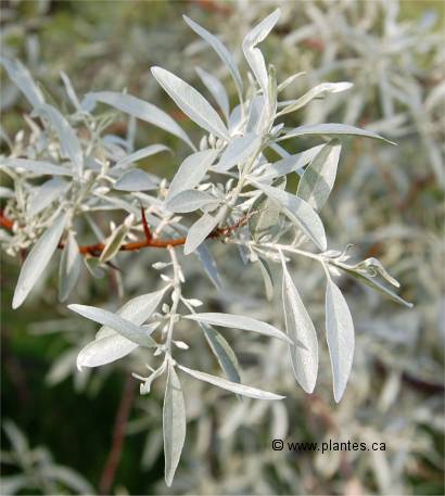 Feuilles d'olivier de boh�me - Elaeagnus angustifolia