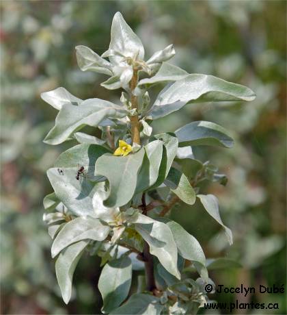 Photo d'un Chalef argent� - Elaeagnus commutata
