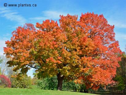 Photo d'un �rable � sucre en couleur d'automne