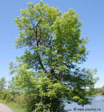 Photo d'un fr�ne rouge - Fraxinus pennsylvanica