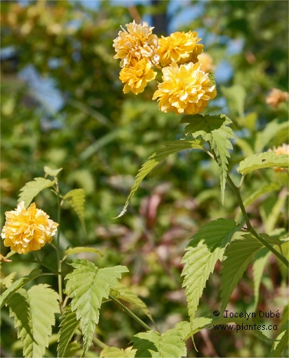 Photo de Cor�te du Japon - Kerria japonica 'pleniflora'