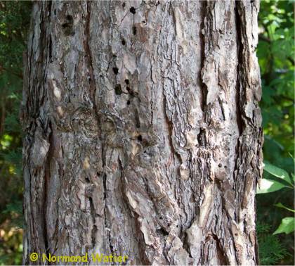Photo d'�corce de Pin noir d'Autriche