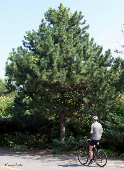 Photo d'un Pin noir d'Autriche - Pinus nigra austriaca
