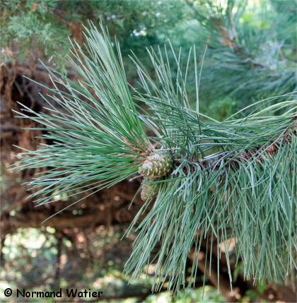Photo d'aiguilles d'un Pin noir d'Autriche - Pinus nigra austriaca