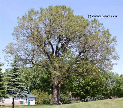 Photo de Ch�ne blanc d'Am�rique - Quercus alba