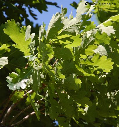 Photo de feuilles de Ch�ne p�doncul� pyramidal - Quercus robur 'fastigiata'
