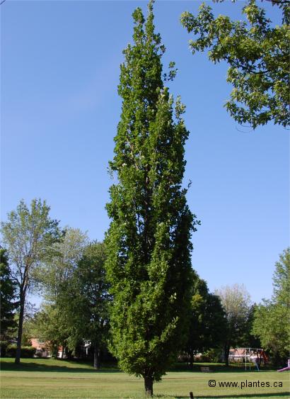 Photo de Ch�ne p�doncul� pyramidal - Quercus robur 'fastigiata'