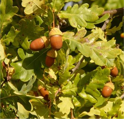 Photo de feuilles de Ch�ne p�doncul� - Quercus robur