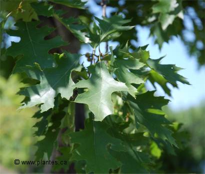 Photo de feuilles de Ch�ne rouge d'Am�rique - Quercus rubra