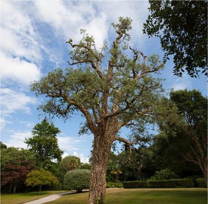 Photo de Ch�ne-li�ge - Quercus suber