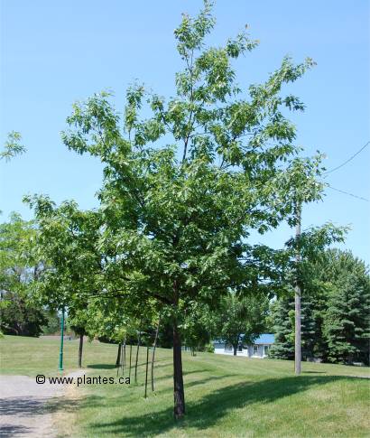 Photo de Ch�ne rouge d'Am�rique - Quercus rubra