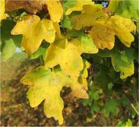 Feuilles d'�rable champ�tre - Acer campestre