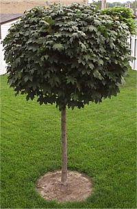 Photo d'une petite bordure autour d'un arbre