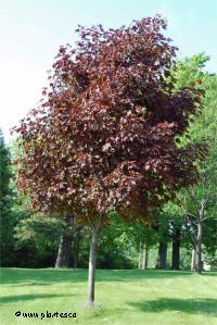 Photo d'un �rable de Norv�ge Royal red - Acer platanoides 'Royal red'