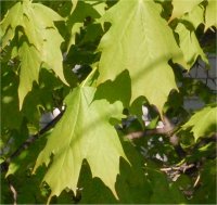 Feuillage d'�rable � sucre