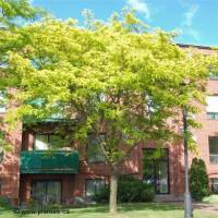 Photo d'un F�vier inerme 'Sunburst' - Gleditsia triacanthos inermis 'Sunburst'