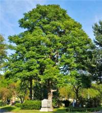 Photo d'un Chicot du Canada - Gymnocladus dioicus