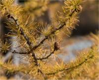Photo de feuillage de m�l�ze laricin - Larix laricina