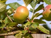 Malus domestica - Photo de pommier