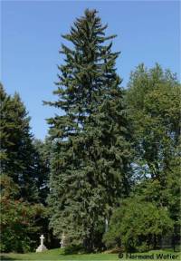 Photo d'�pinette bleue - Picea pungens