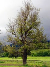 Photo d'un ch�ne rouge - Quercus rubra