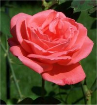 Rosa Tropicana - Photo de Rosier Tropicana