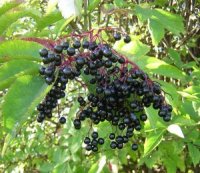 Photo de sureau du Canada - Sambucus canadensis