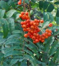 Photo de Sorbier d'Am�rique - Sorbus americana
