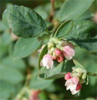 Photo de fleurs de symphorine blanche - Symphoricarpos albus