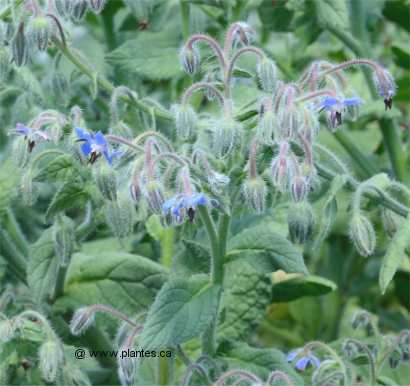 Photo de Bourrache officinale - Borago officinalis