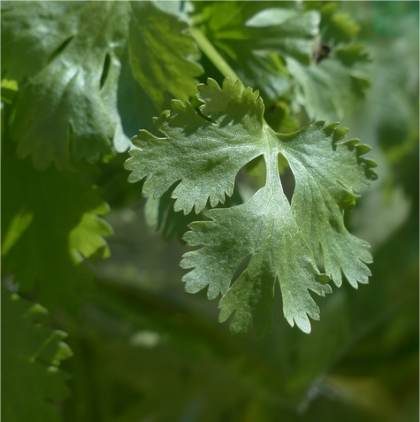 Photo de Coriandre - Coriandrum sativum