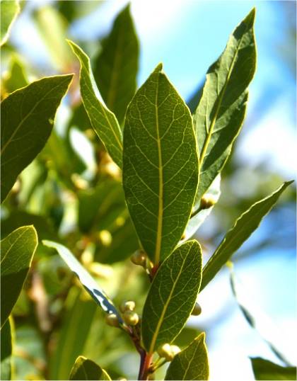 Photo de laurier-sauce - Laurus nobilis