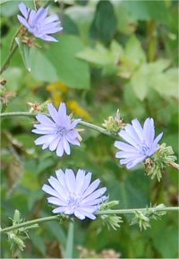 Photo de Chicor�e sauvage - Cichorium entybus