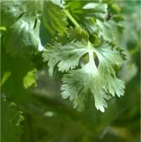 Photo de Coriandre - Coriandrum sativum