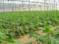 Photo de concombres - Cucumis sativus