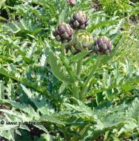 Photo d'Artichaut - Cynara scolymus