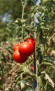 Photo de tomates - Lycopersicon esculentum