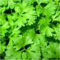 Photo de persil - Petroselinum crispum