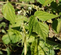 Photo de haricot commun - Phaseolus vulgaris