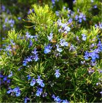 Photo de Romarin - Rosmarinus officinalis