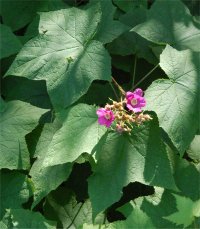 Photo de framboisier sauvage - Rubus odoratus