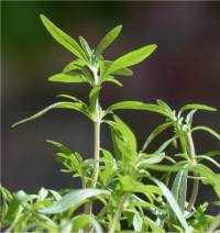 Photo de Sarriette de jardin - Satureja hortensis