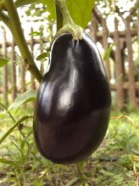 Photo d'aubergine - Solanum melongena