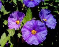 Arbre � gentiane - Solanum rantonnetii