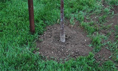 On renchausse la motte de l'arbre et on arrose