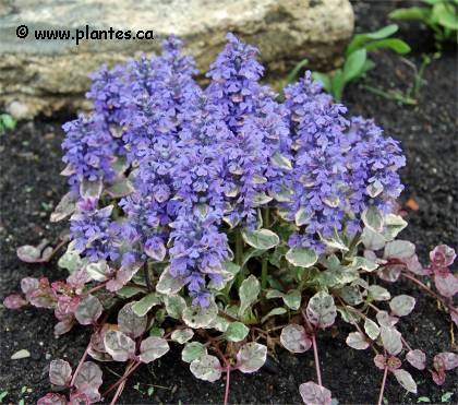 Photo de Bugle rampant 'Rubra' - Ajuga reptans 'Rubra'