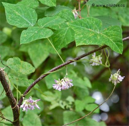 Amphicarpe bract�ol�e - Amphicarpa bracteata